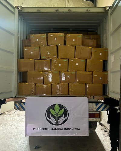 Containerdistributie van kratom naar Duitsland – efficiënte exportlogistiek vanuit Indonesië.